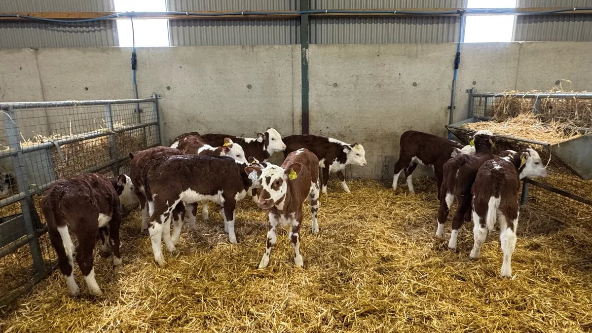 12 Red Herefords - Image 4