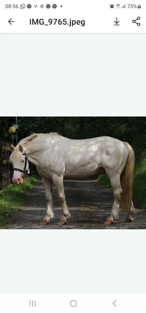 Registered Perlino Stallion Irish  Cob  15 2hh - Image 1