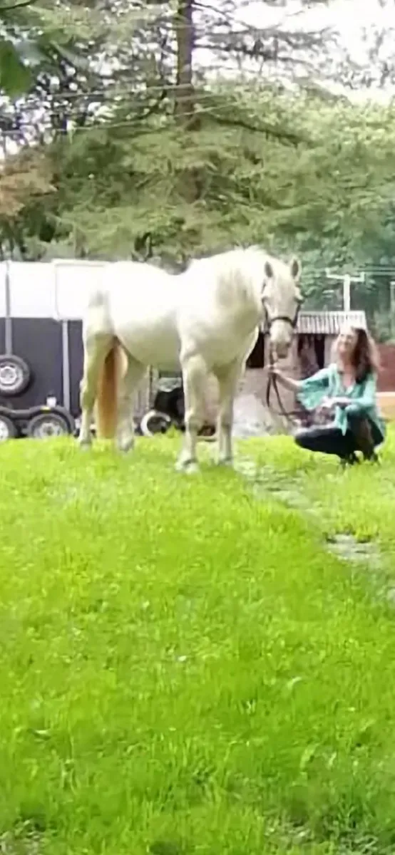 Registered Perlino Stallion Irish  Cob  15 2hh - Image 2