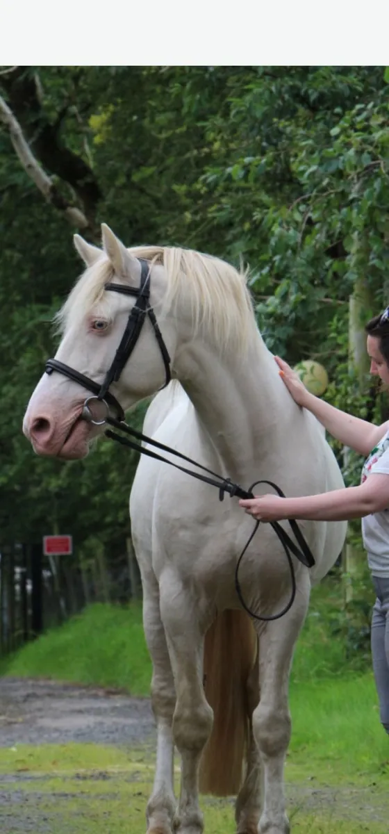 Registered Perlino Stallion Irish  Cob  15 2hh - Image 4