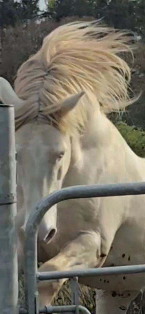 Registered Perlino Stallion Irish  Cob  15 2hh - Image 3