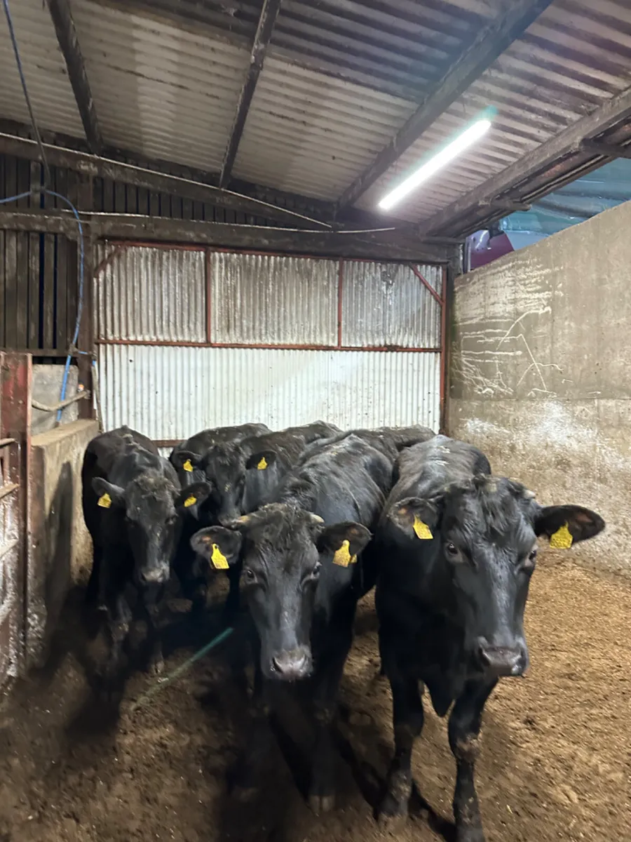 Angus bullocks - Image 1