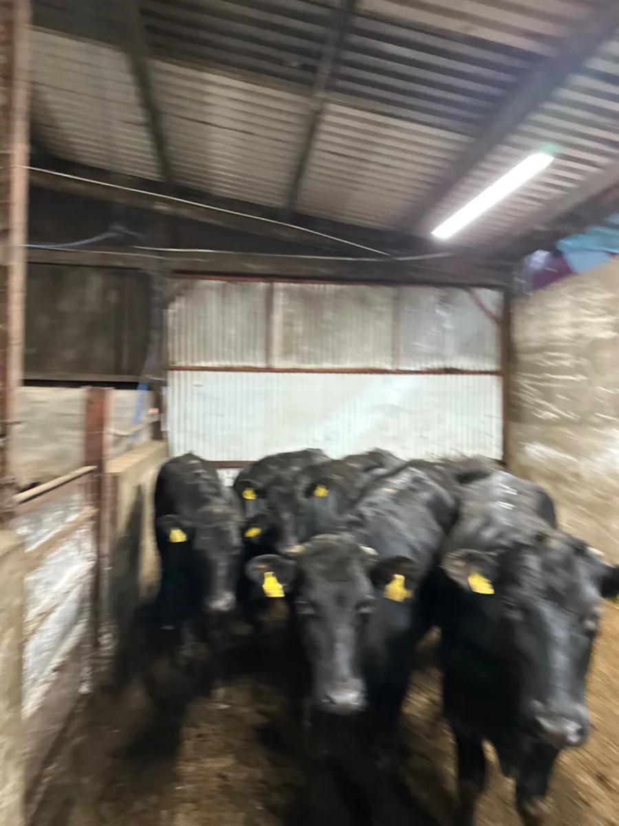 Angus bullocks - Image 3