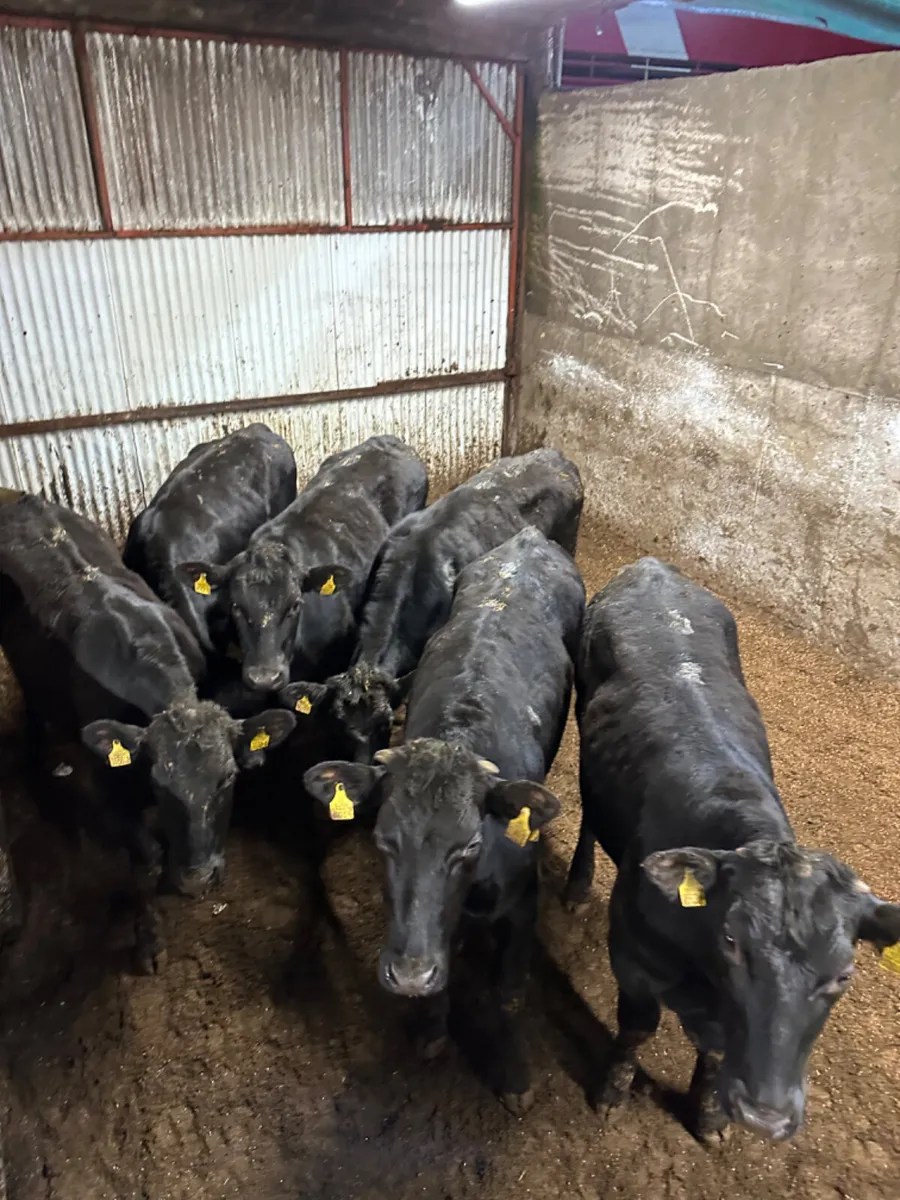 Angus bullocks - Image 4