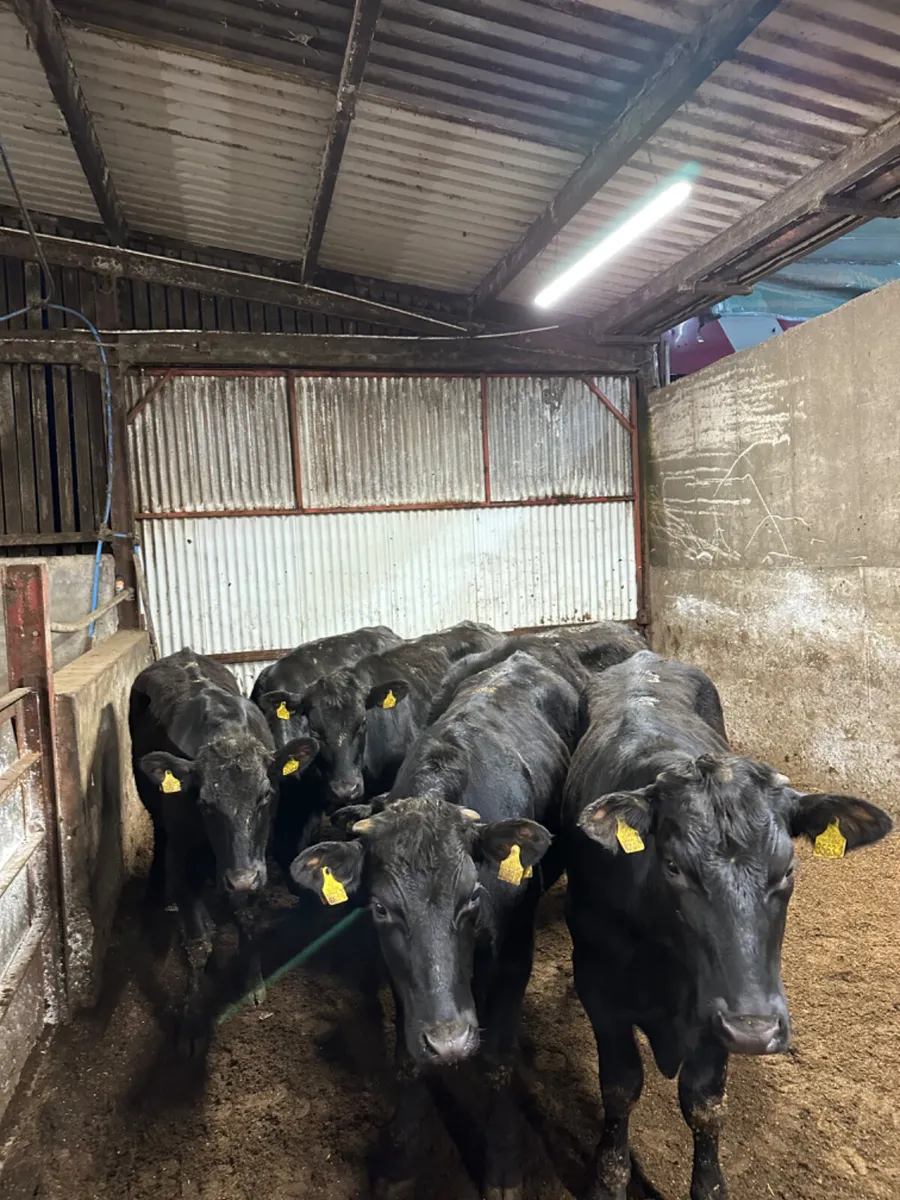 Angus bullocks - Image 2