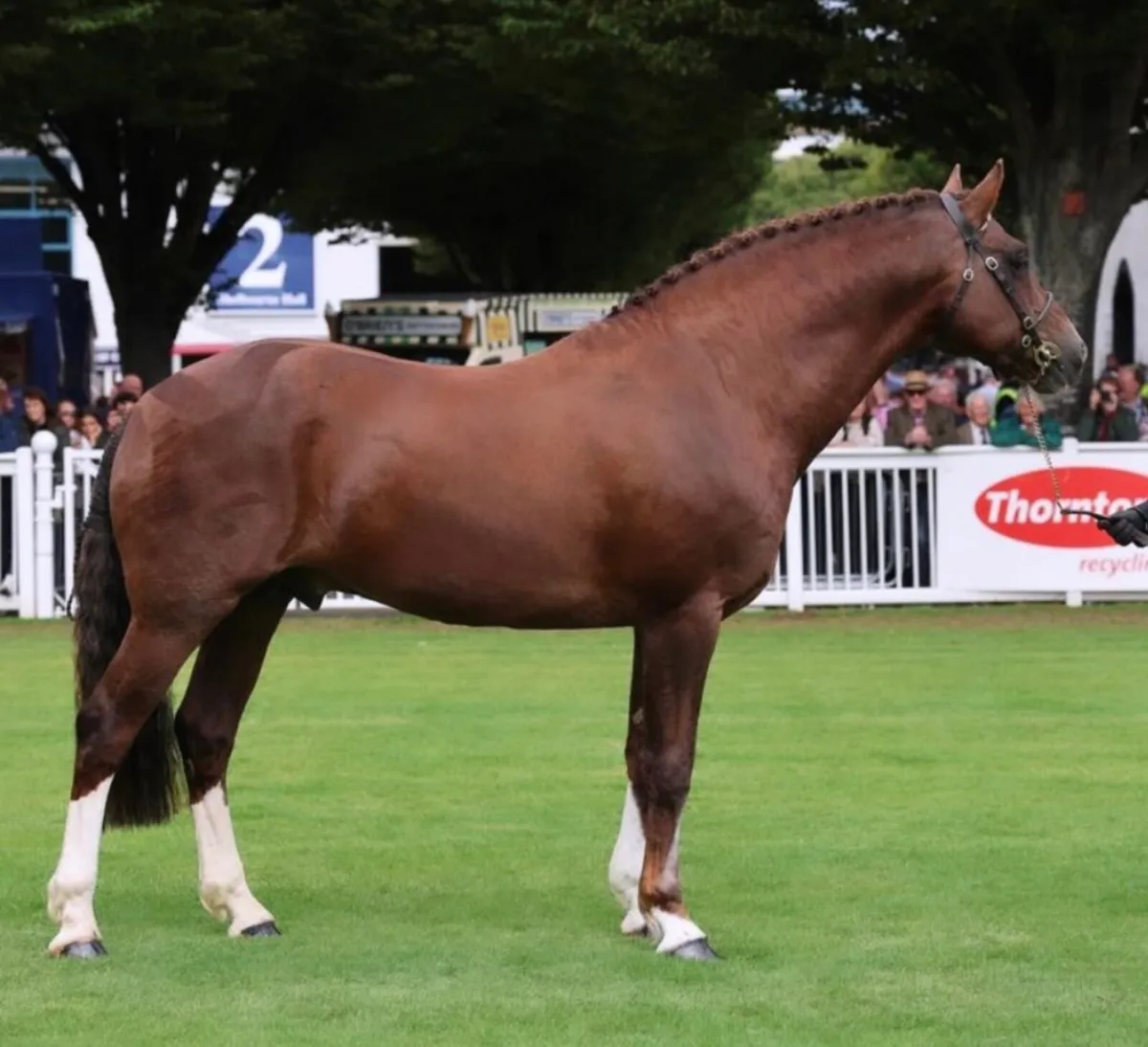 🔱At Stud Moylough Supremacy🔱 - Image 2