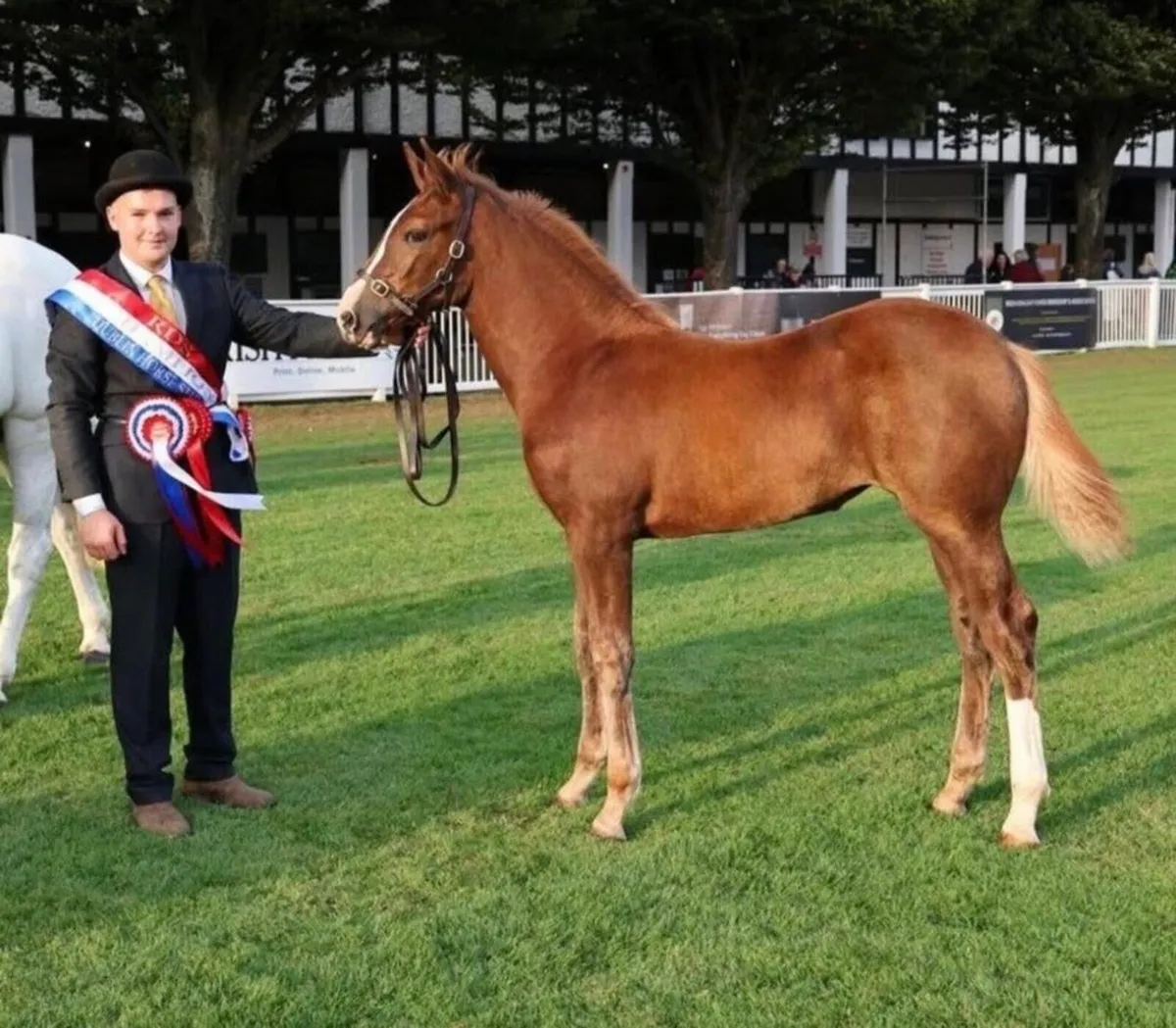 🔱At Stud Moylough Supremacy🔱 - Image 3