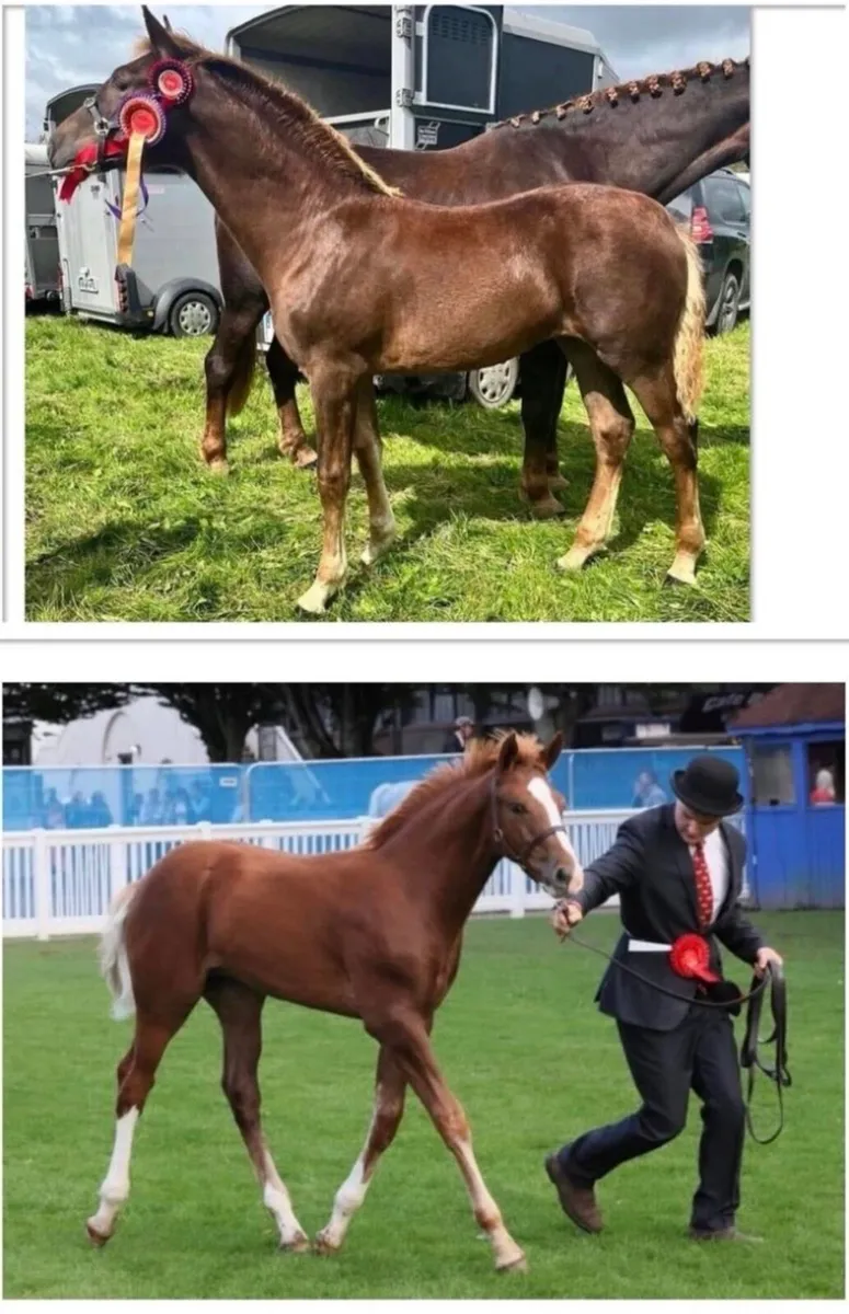 🔱At Stud Moylough Supremacy🔱 - Image 4
