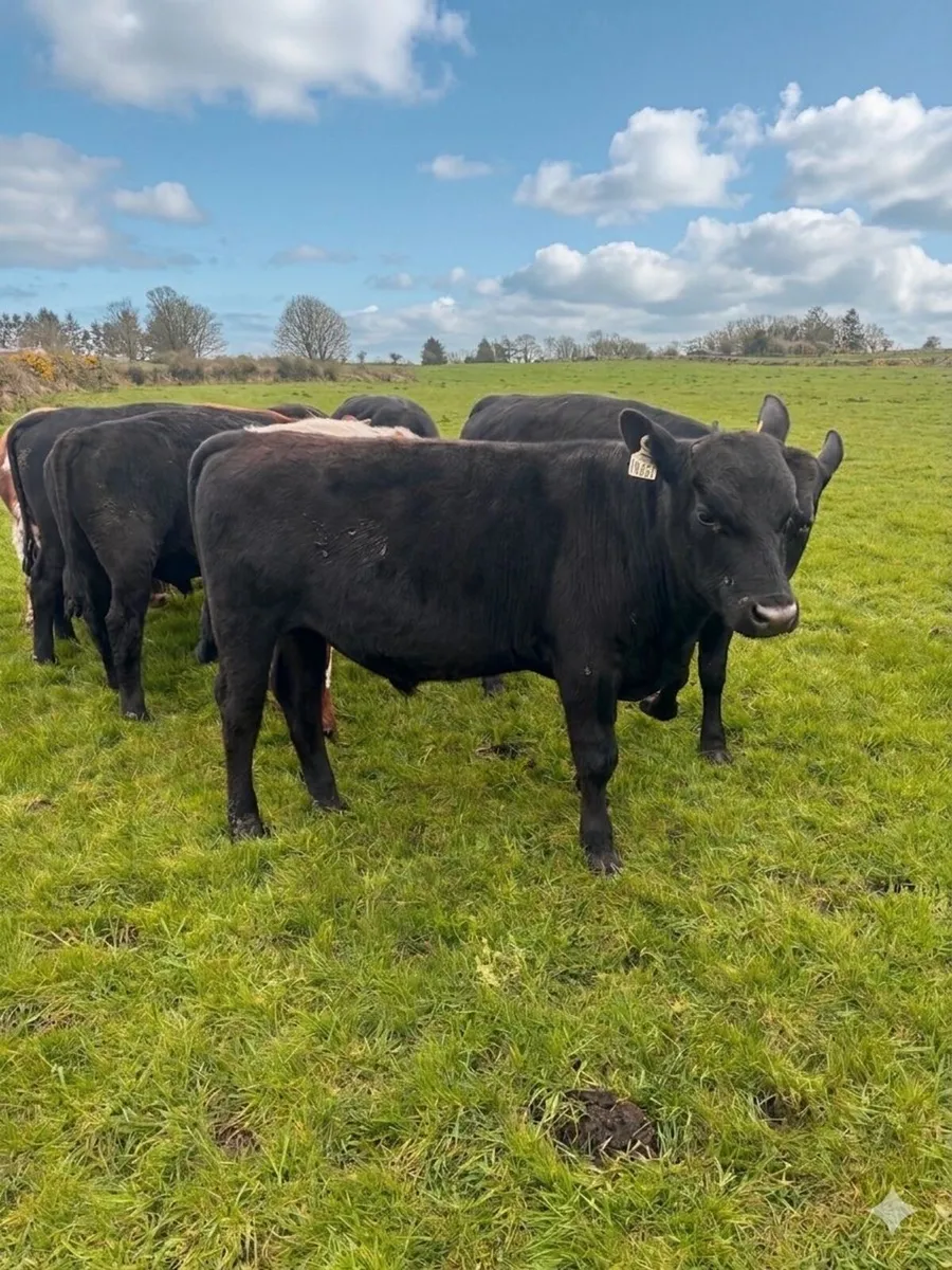 11 bull yearlings - Image 1