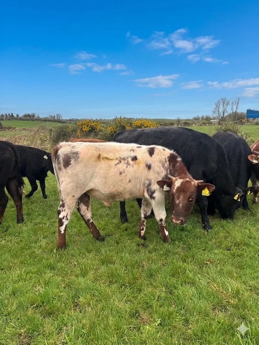 11 bull yearlings - Image 2