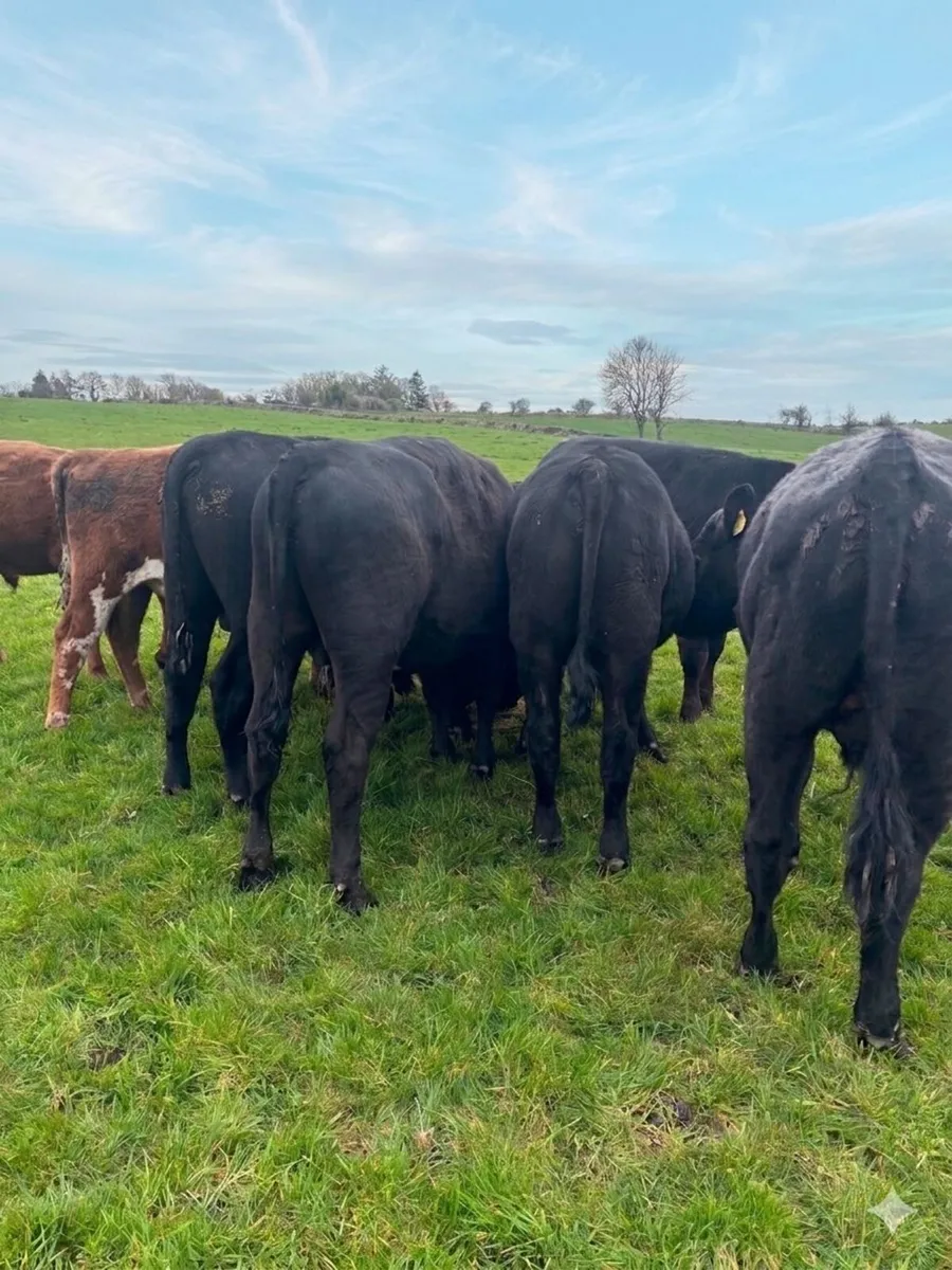 11 bull yearlings - Image 3
