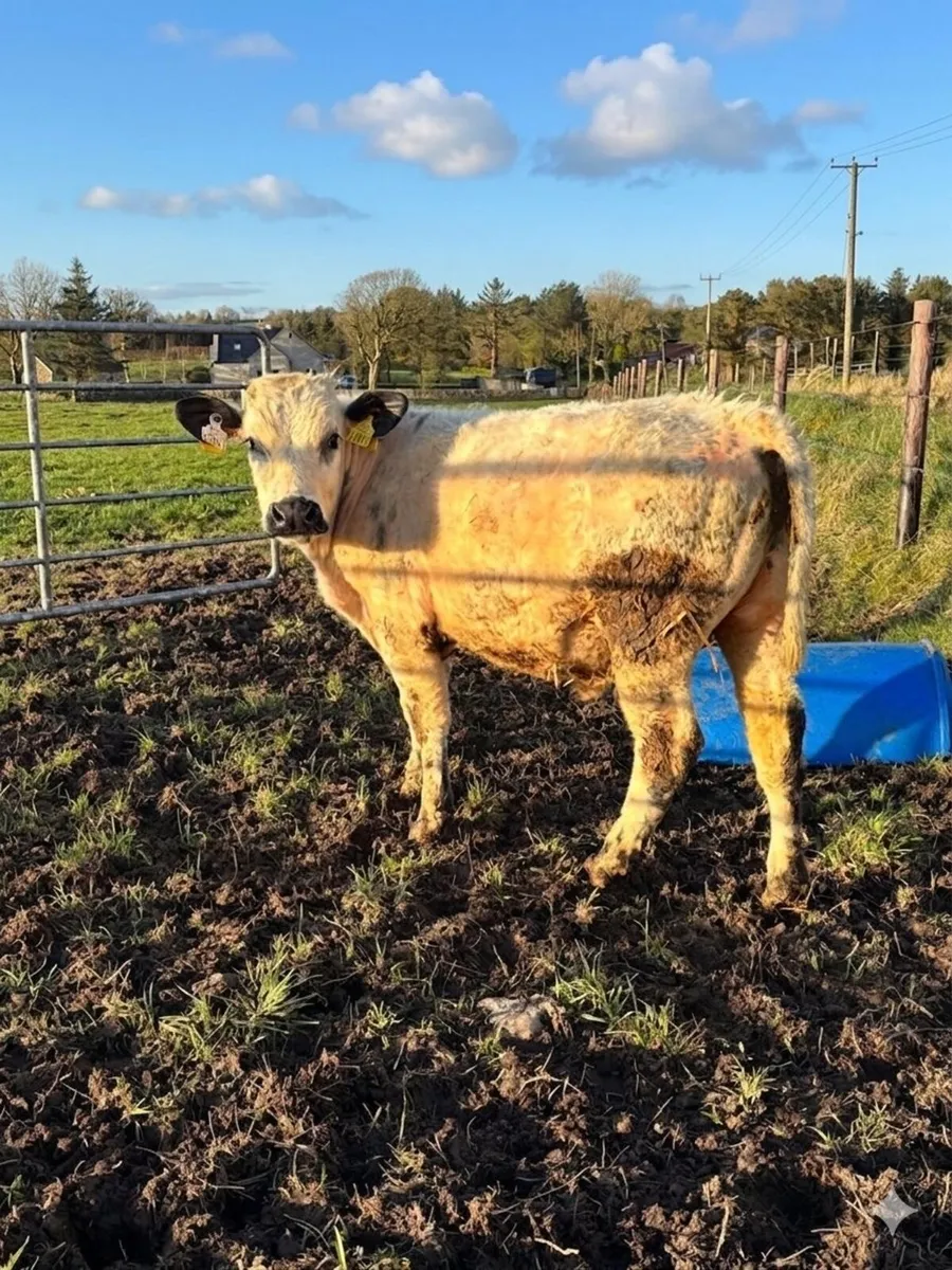 11 bull yearlings - Image 4