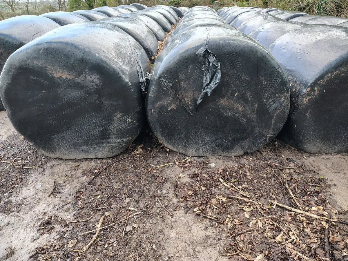 Silage Bales - Image 4