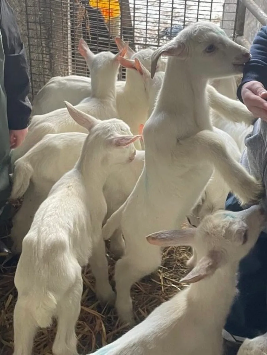 Goats (Saanen & Pygmy) and Poultry for Sale - Image 2