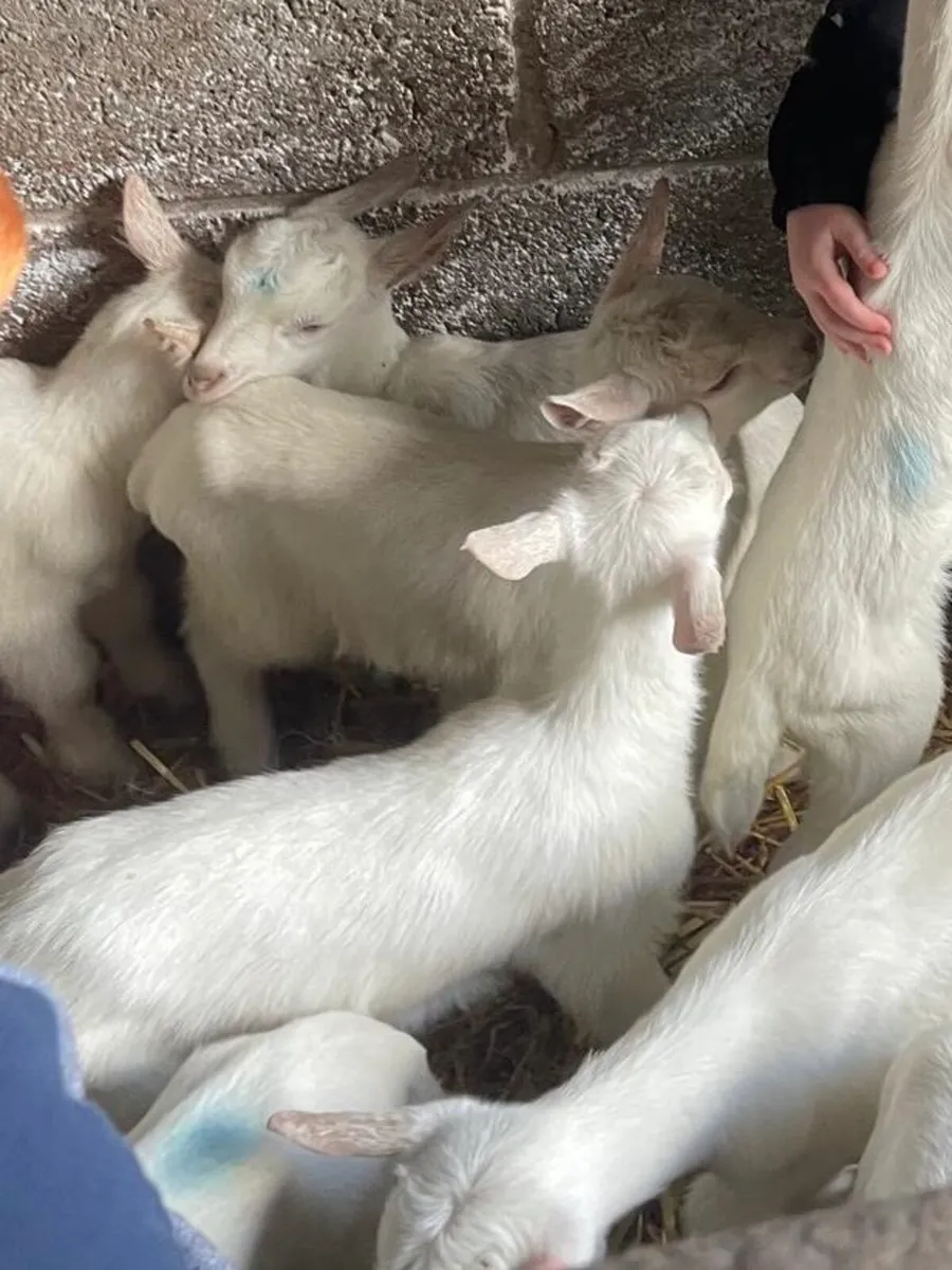 Goats (Saanen & Pygmy) and Poultry for Sale - Image 3