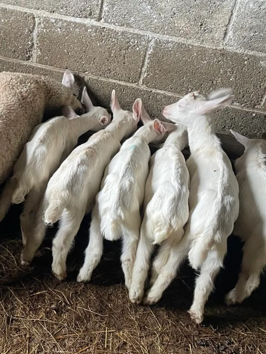 Goats (Saanen & Pygmy) and Poultry for Sale - Image 4