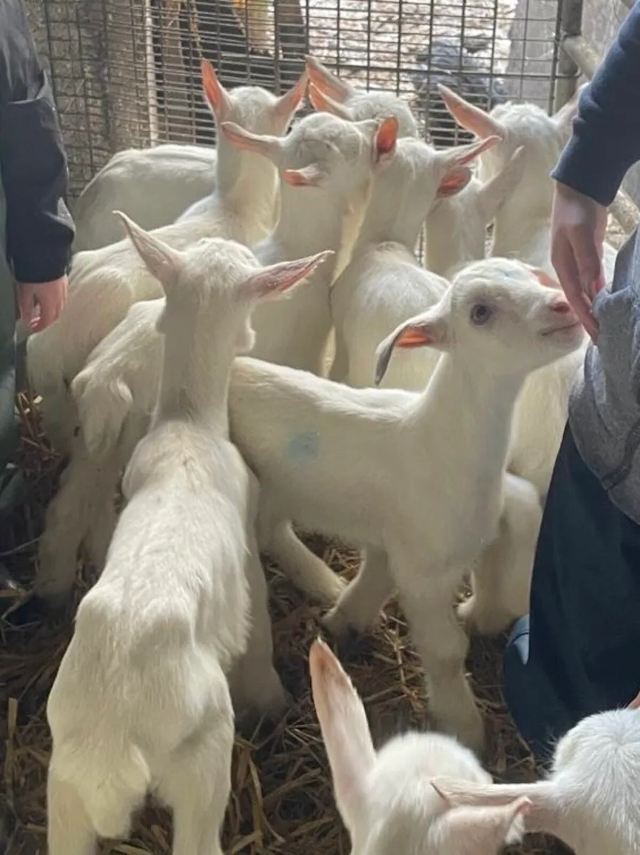 Goats (Saanen & Pygmy) and Poultry for Sale - Image 1