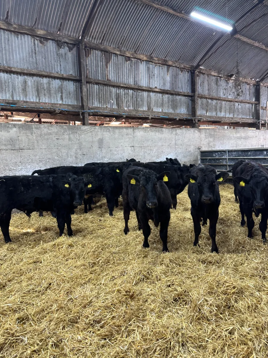 Angus and lim bulls bullocks - Image 4