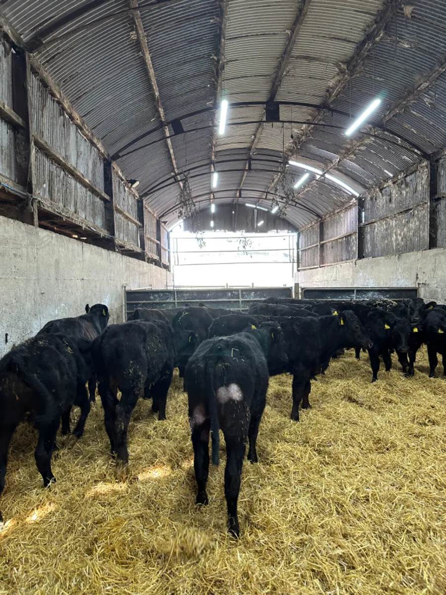 Angus and lim bulls bullocks - Image 2