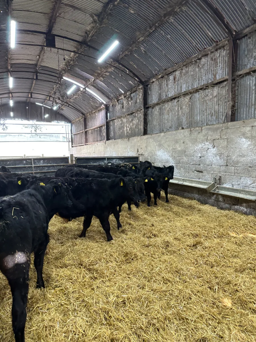 Angus and lim bulls bullocks - Image 1