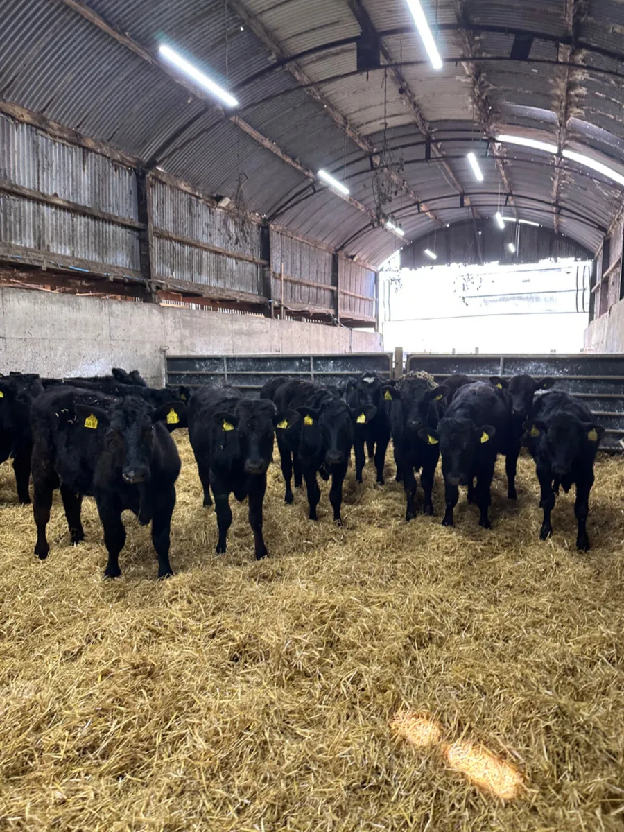 Angus and lim bulls bullocks - Image 3