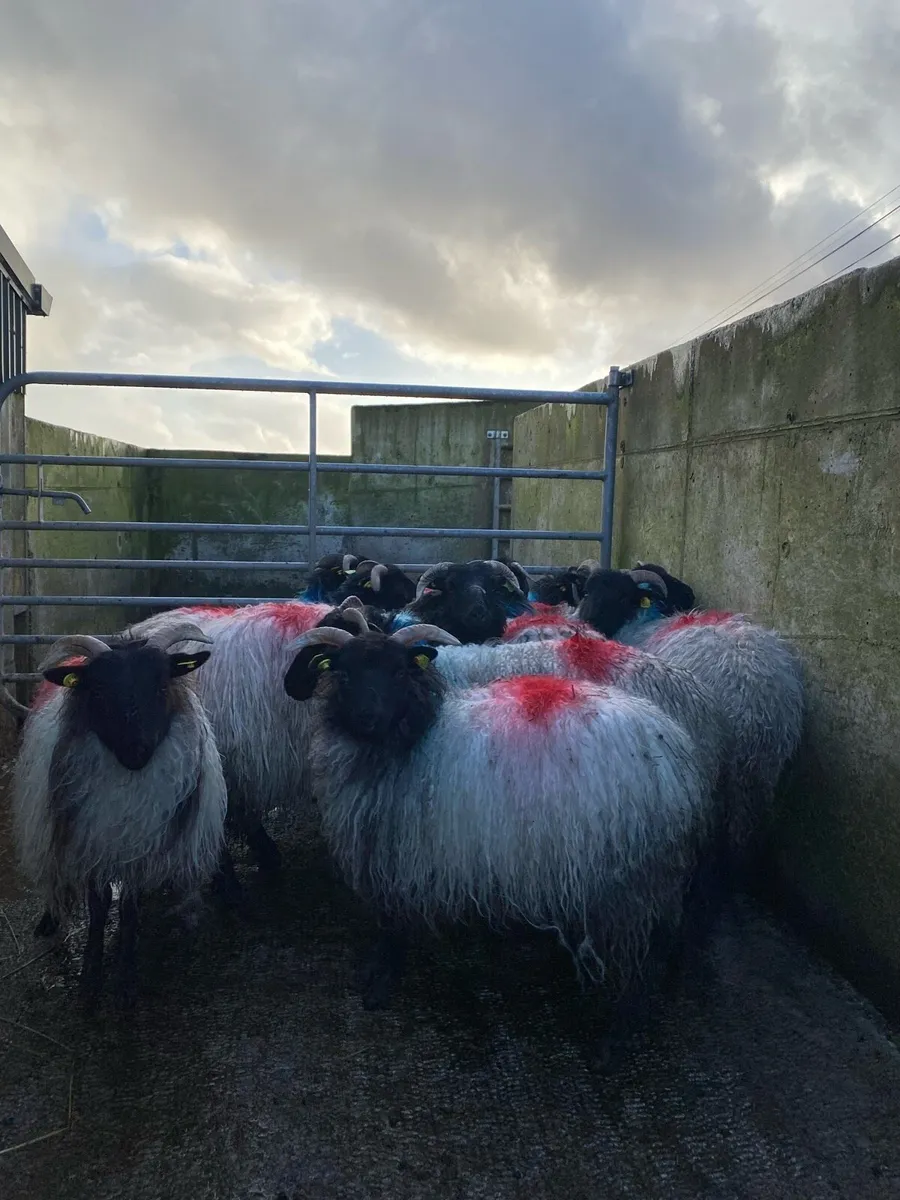 15 super horned ewe lambs - Image 2