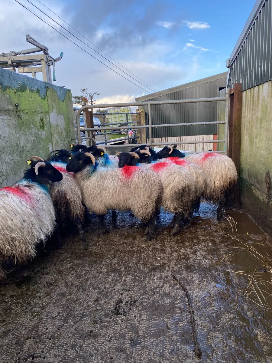 15 super horned ewe lambs - Image 1