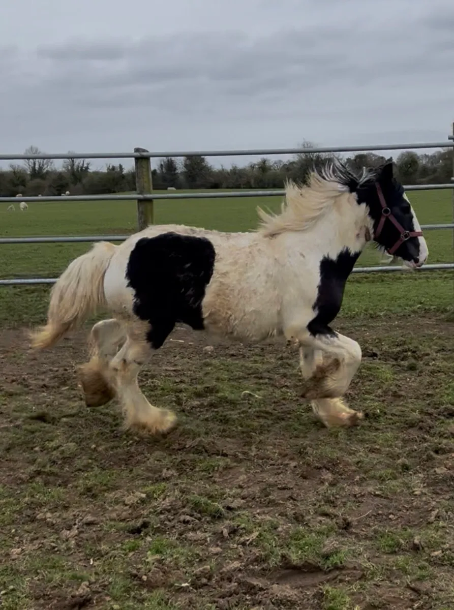 Yearling Horse For Sale - Image 3