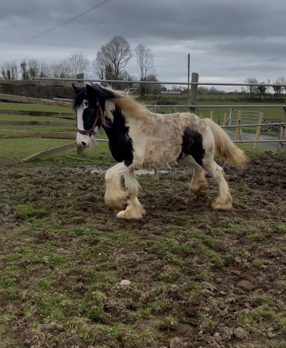 Yearling Horse For Sale - Image 4
