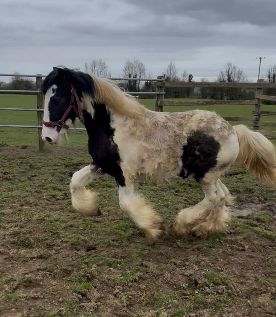 Yearling Horse For Sale - Image 1