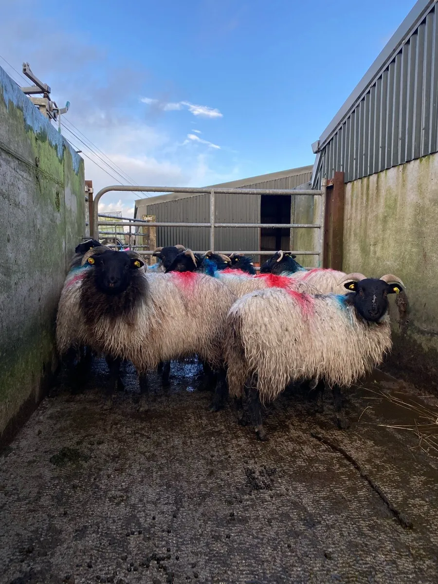 15 super horned ewe lambs - Image 3