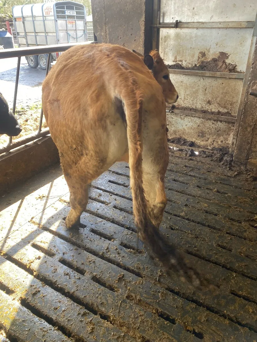 PBR Aubrac heifer - Image 2