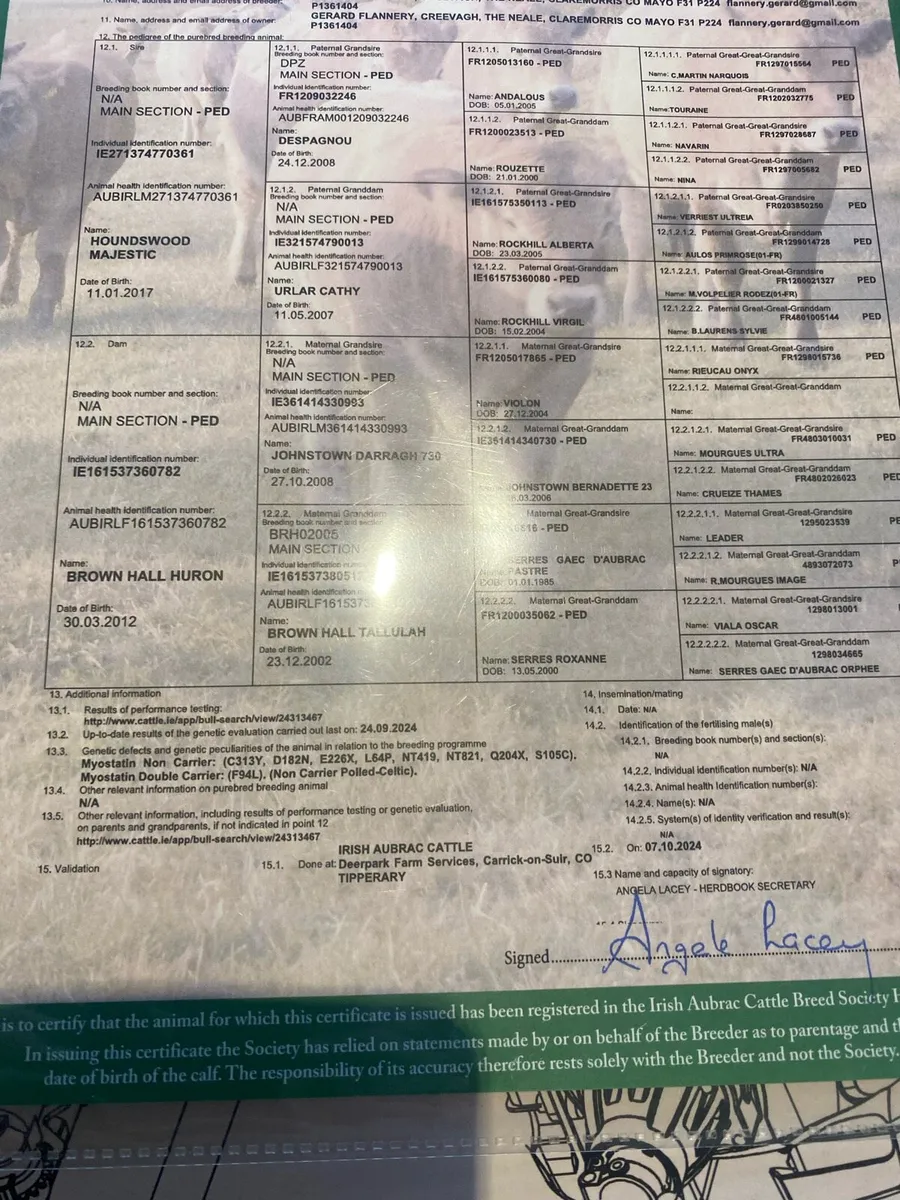 PBR Aubrac heifer - Image 4