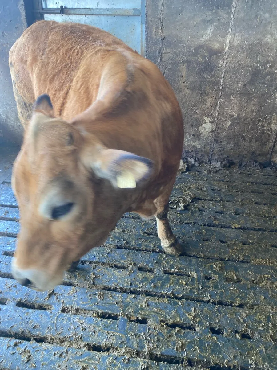 PBR Aubrac heifer - Image 3