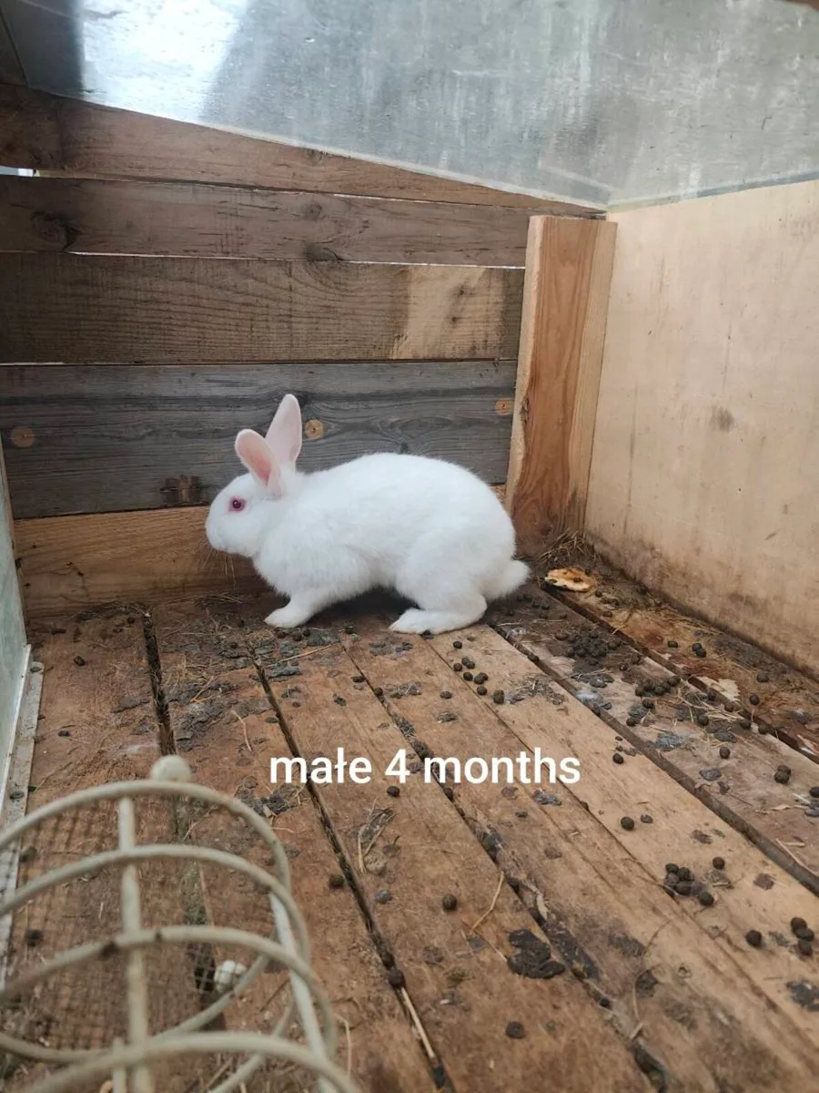 Rabbits - Image 1