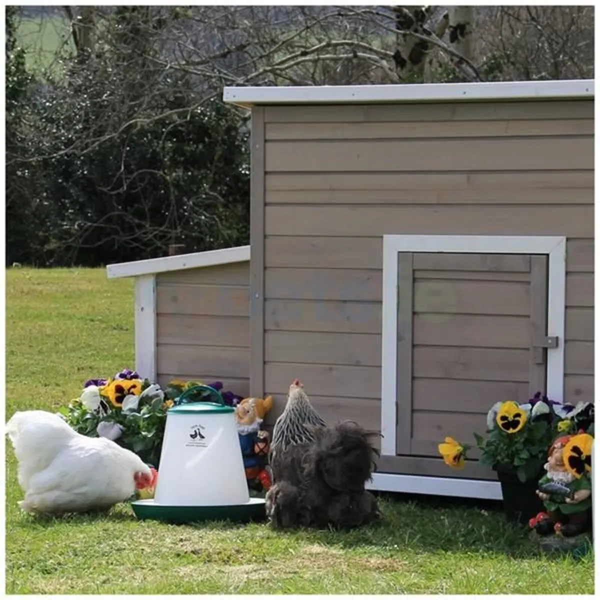Chicken  Coop - Up to 8 Chickens - Image 2
