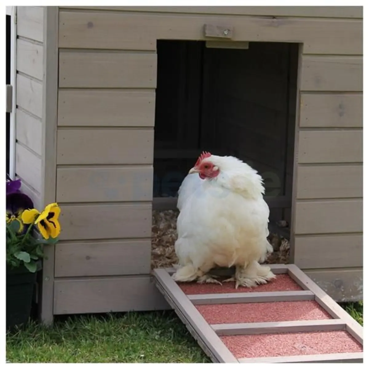 Chicken  Coop - Up to 8 Chickens - Image 3