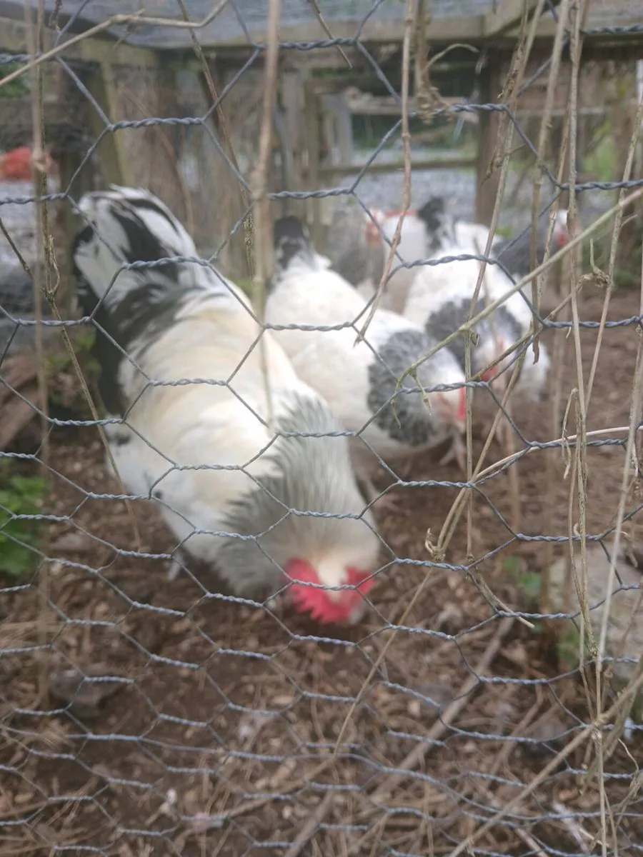 Light sussex  hatching eggs - Image 1