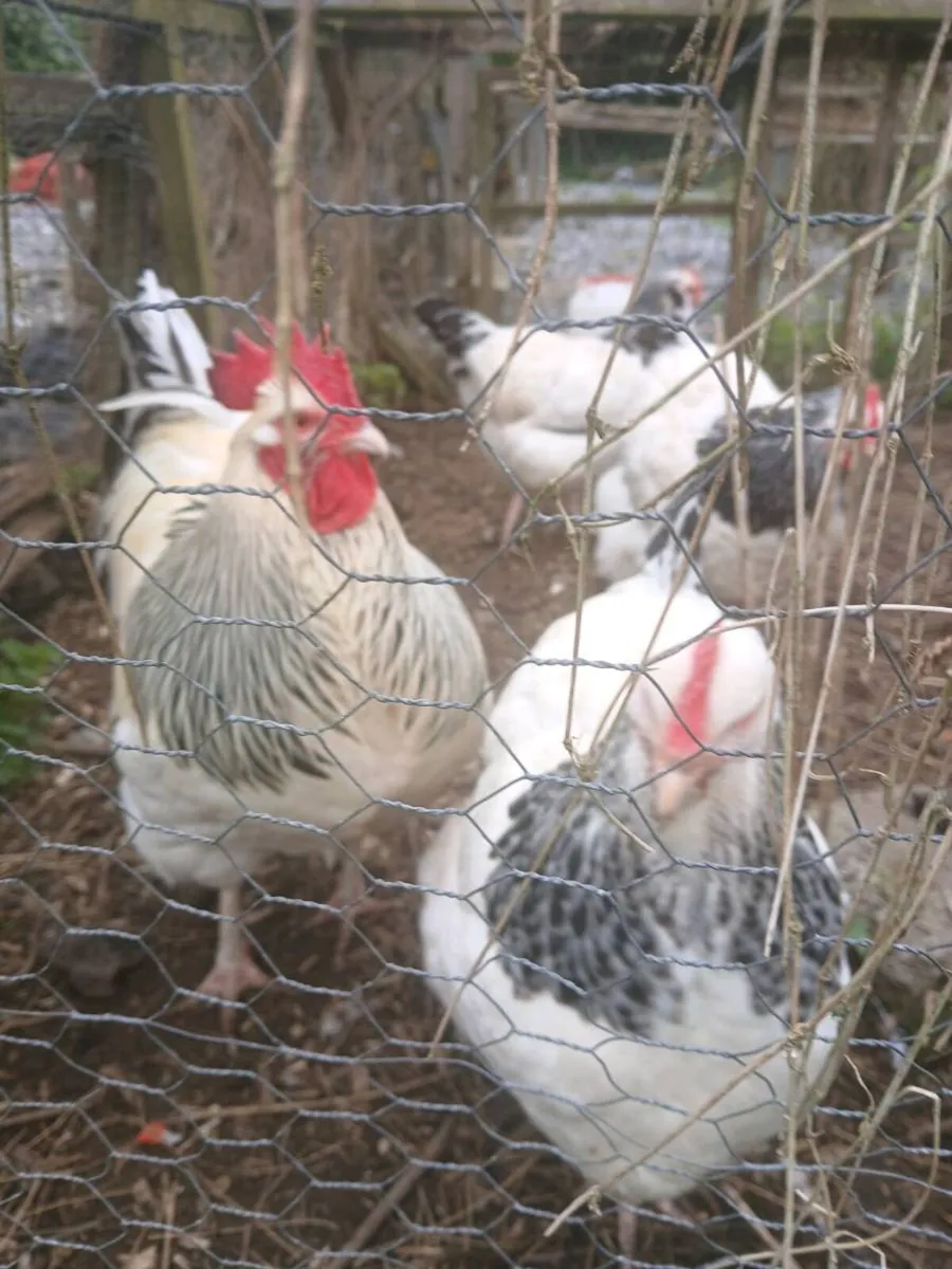 Hatching eggs / chicks - Image 2