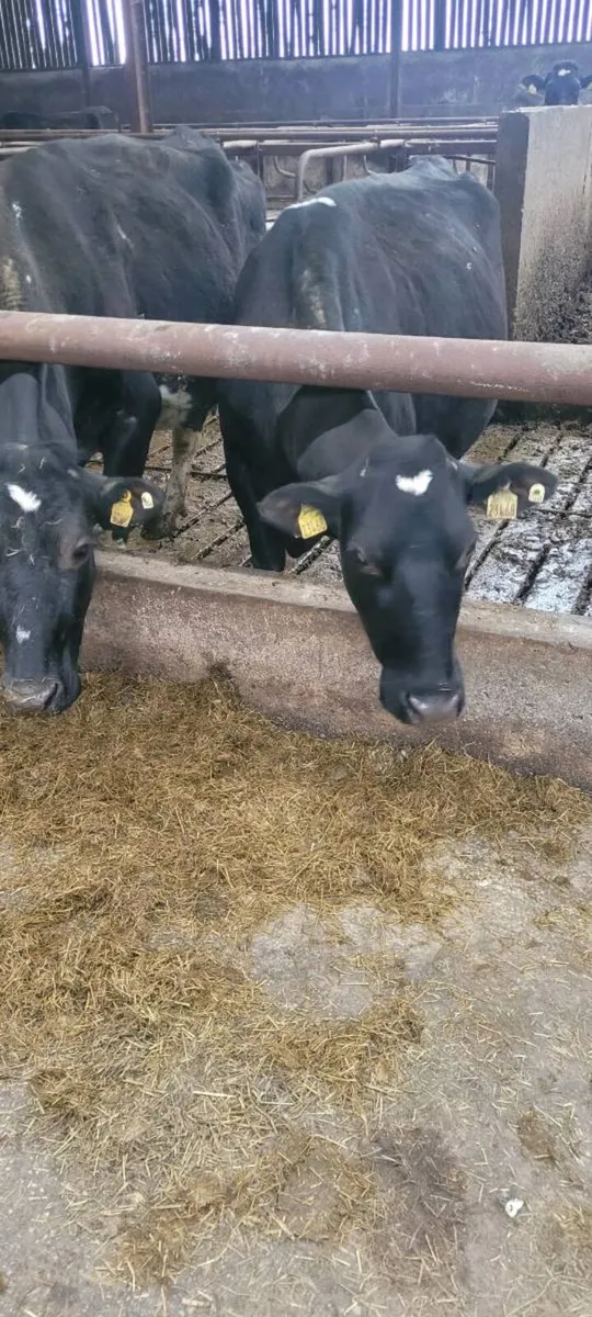 In calf cows - Image 2