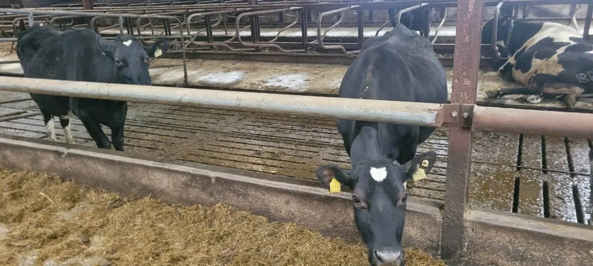 In calf cows - Image 3