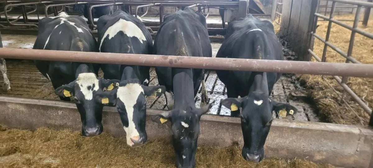 In calf cows - Image 1