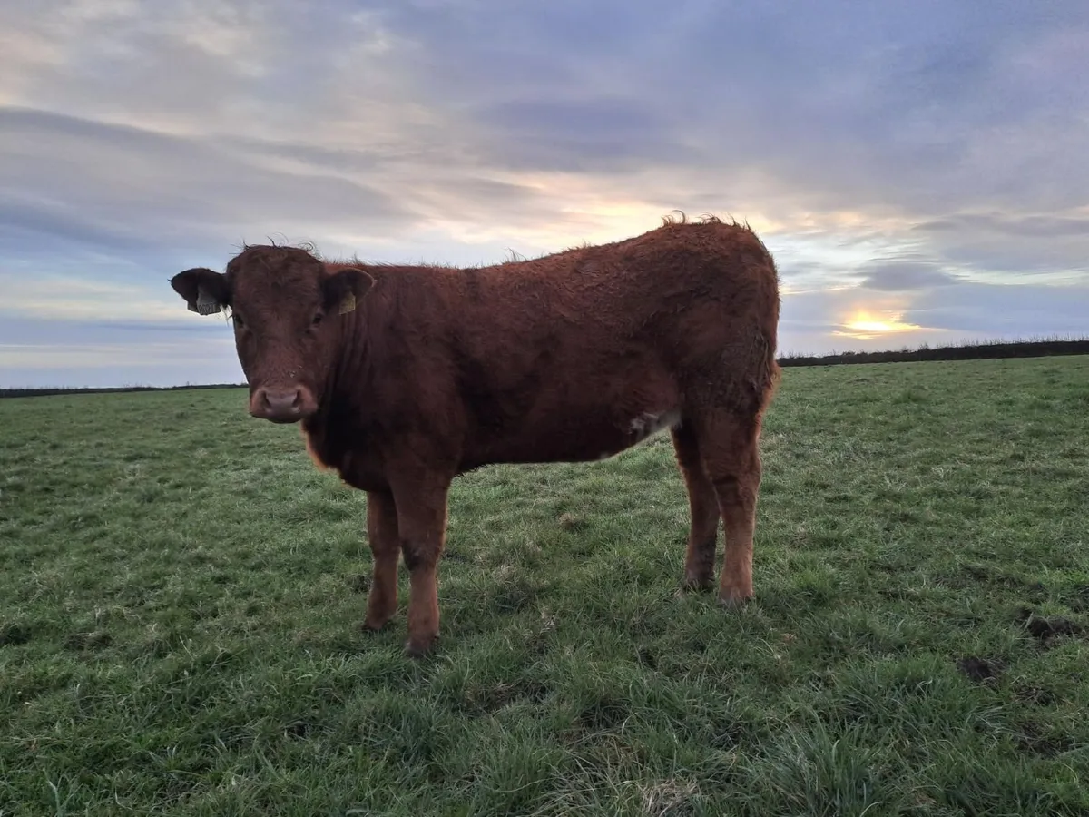 5 Star Heifer & 2 Bullocks - Ballina Mart 14th Apr - Image 2