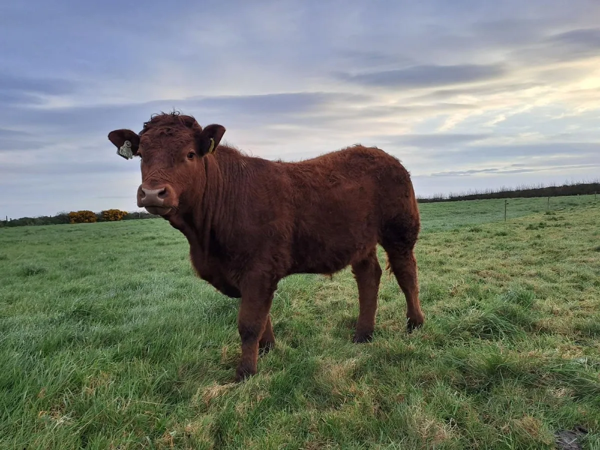 5 Star Heifer & 2 Bullocks - Ballina Mart 14th Apr - Image 4