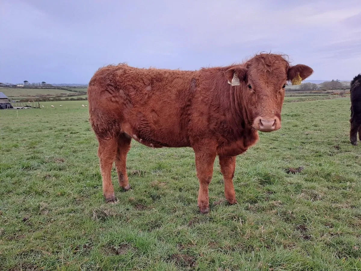 5 Star Heifer & 2 Bullocks - Ballina Mart 14th Apr - Image 1