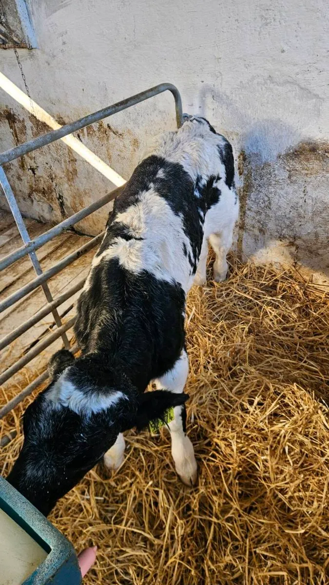 Angus calves - Image 1