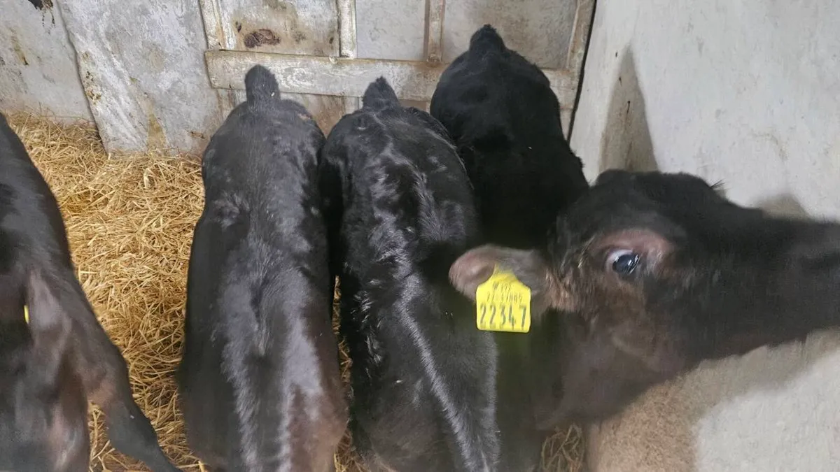 Angus calves - Image 2