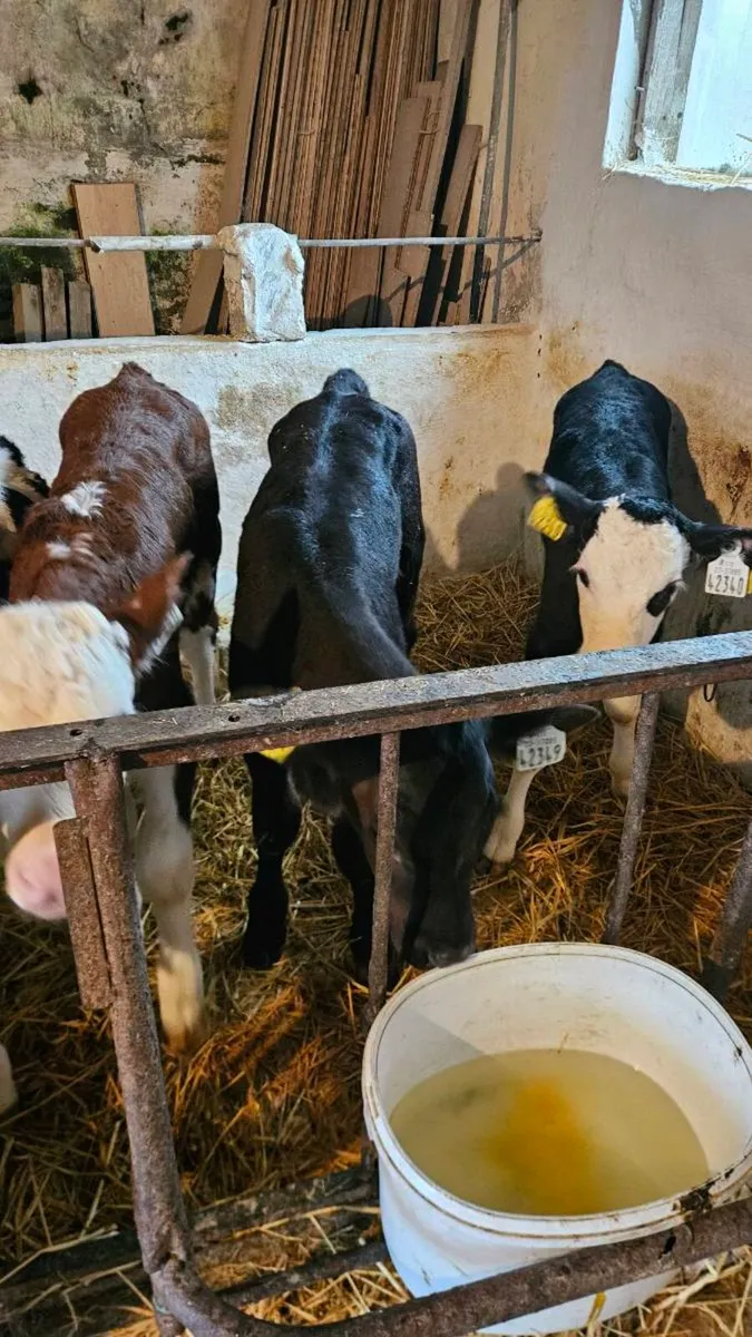 Angus calves - Image 4