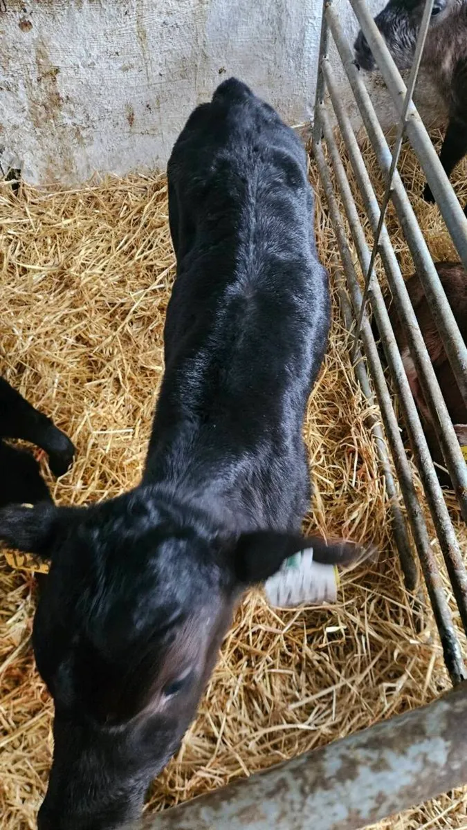 Angus calves - Image 3