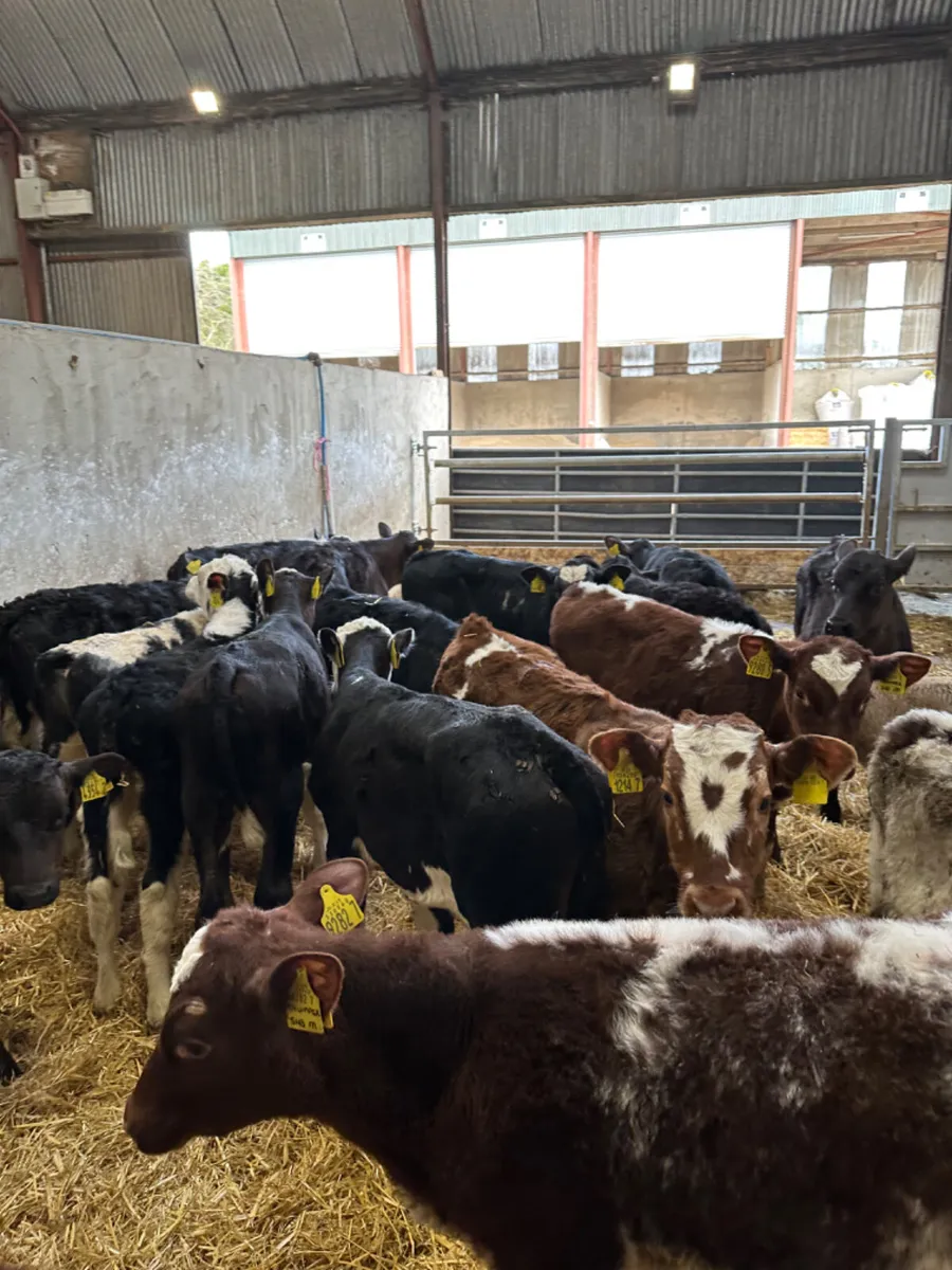 Reared bulls - Image 2